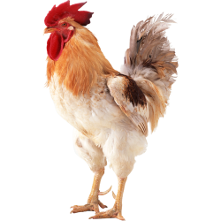 Autocollant Animaux Ferme Coq 2