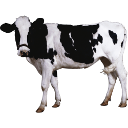 Autocollant Animaux Ferme Vache 2