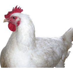 Autocollant Animaux Ferme Poule 5