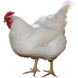 Autocollant Animaux Ferme Poule 6