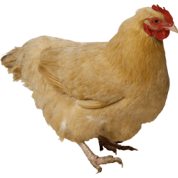 Autocollant Animaux Ferme Poule 7