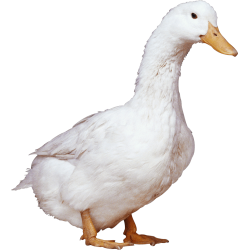 Autocollant Animaux Ferme Canard 2