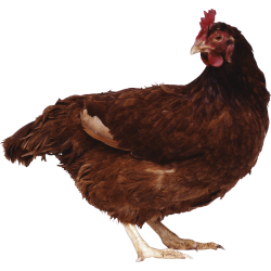 Autocollant Animaux Ferme Poule 7 1