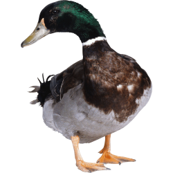 Autocollant Animaux Ferme Canard 4