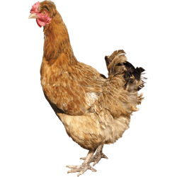 Autocollant Animaux Ferme Poule 8