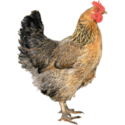 Autocollant Animaux Ferme Poule 9
