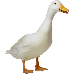 Autocollant Animaux Ferme Canard 5