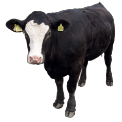 Autocollant Animaux Ferme Vache 3