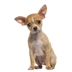Autocollant Animaux Domestique Chien Chihuahua 1