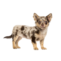 Autocollant Animaux Domestique Chien Chihuahua 2