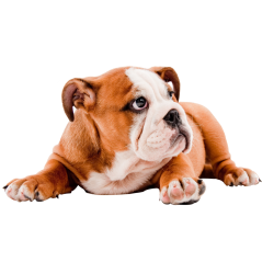 Autocollant Animaux Domestique Chien Bouledogue 1