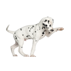 Autocollant Animaux Domestique Chien Dalmatien 1