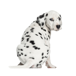 Autocollant Animaux Domestique Chien Dalmatien 2