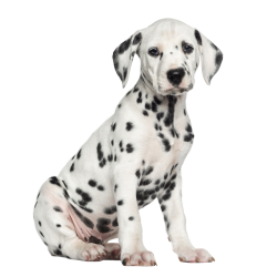 Autocollant Animaux Domestique Chien Dalmatien 3