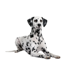 Autocollant Animaux Domestique Chien Dalmatien 4