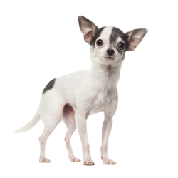Autocollant Animaux Domestique Chien Chihuahua 3