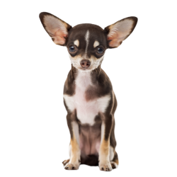 Autocollant Animaux Domestique Chien Chihuahua 5
