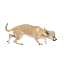 Autocollant Animaux Domestique Chien Chihuahua 7