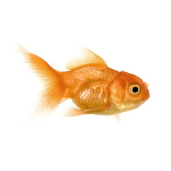 Autocollant Animaux Domestique Poisson 1