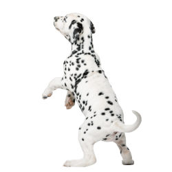 Autocollant Animaux Domestique Chien Dalmatien 5
