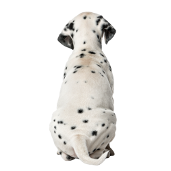 Autocollant Animaux Domestique Chien Dalmatien 6