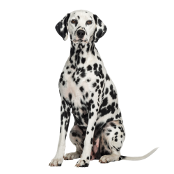 Autocollant Animaux Domestique Chien Dalmatien 7