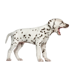 Autocollant Animaux Domestique Chien Dalmatien 8