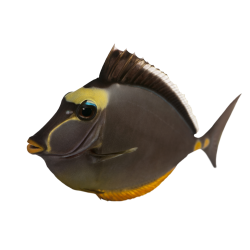 Autocollant Animaux Domestique Poisson 2