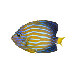 Autocollant Animaux Domestique Poisson 3