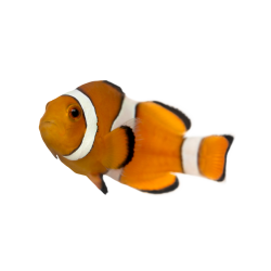 Autocollant Animaux Domestique Poisson 4