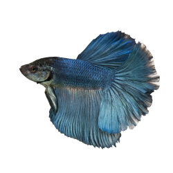 Autocollant Animaux Domestique Poisson 5