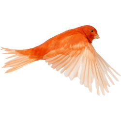 Autocollant Animaux Oiseau 1