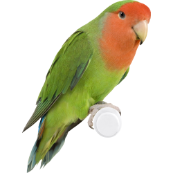 Autocollant Animaux Oiseau 2