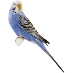 Autocollant Animaux Oiseau 3