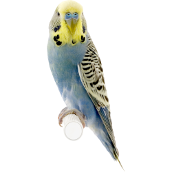 Autocollant Animaux Oiseau 4