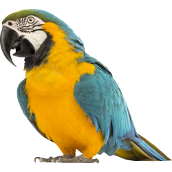 Autocollant Animaux Oiseau Perroquet