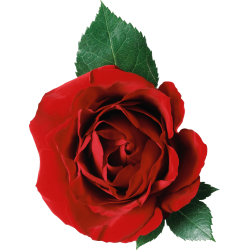 Autocollant Divers Fleur Rose 1