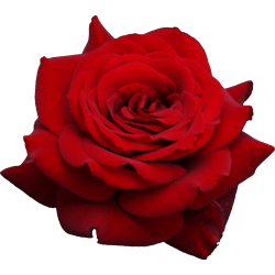 Autocollant Divers Fleur Rose 2