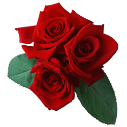 Autocollant Divers Fleur Rose 5