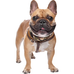 Autocollant Animaux Domestique Chien Bouledogue 1 1