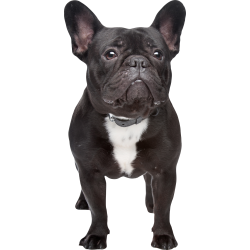 Autocollant Animaux Domestique Chien Bouledogue 2 1