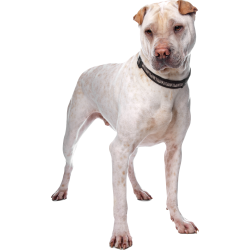 Autocollant Animaux Domestique Chien Cordou