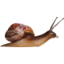 Autocollant Animaux Escargot