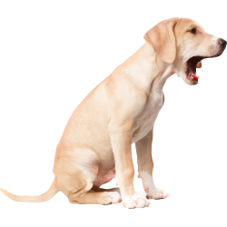 Autocollant Animaux Chien Baille