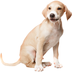 Autocollant Animaux Chien Poil Ras