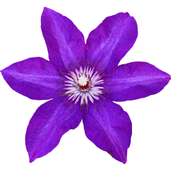 Autocollant Divers Fleur Violette