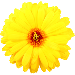 Autocollant Divers Fleur Jaune