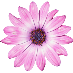 Autocollant Divers Fleur Rose