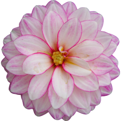 Autocollant Divers Fleur Orchidée