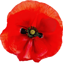 Autocollant Divers Fleur Coquelicot